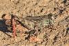 Calliptamus italicus italicus
